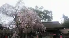 平野神社の自然