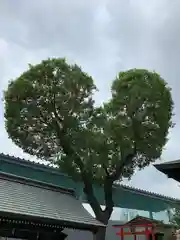 南宮宇佐八幡神社（脇浜神社）の自然