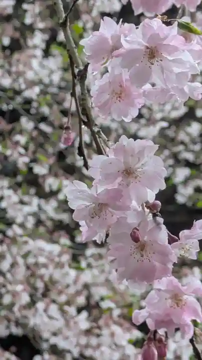 醍醐寺(京都府)