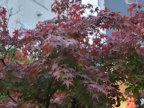 摩利支天 徳大寺の自然