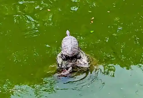 亀戸天神社(東京都)