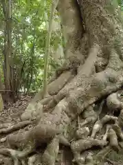 須須神社金分宮の自然