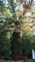 新田神社の自然