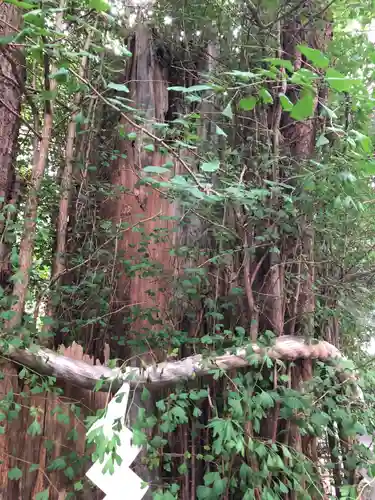 大國魂神社の自然