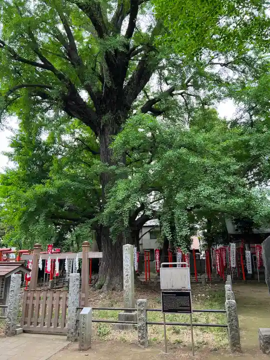 鬼子母神堂 (法明寺)の自然