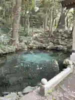 泉神社の自然