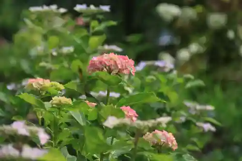 阿久津「田村神社」（郡山市阿久津町）旧社名：伊豆箱根三嶋三社の庭園