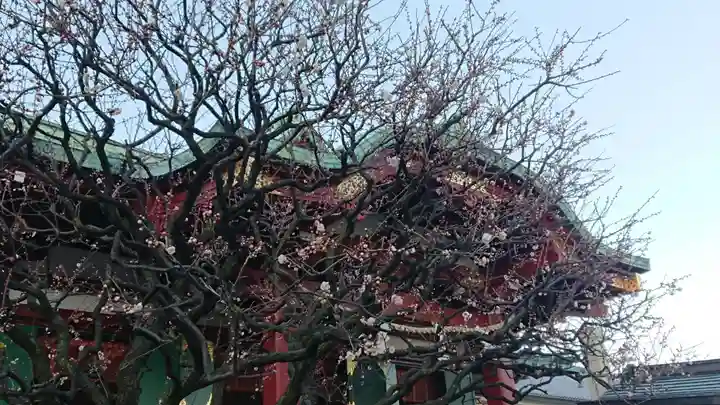 亀戸天神社の自然