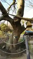 本牧神社の自然