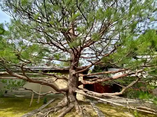 真珠庵(真珠菴)の自然