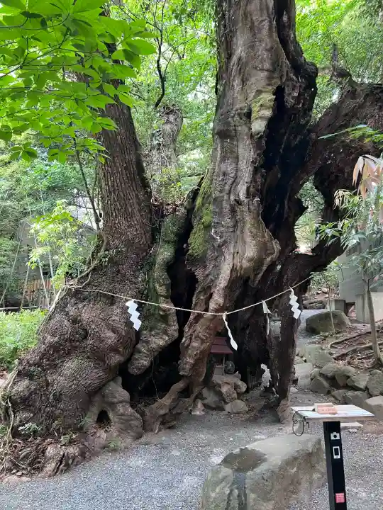 來宮神社の{uncategorized: "未分類", other: "その他", undefined: "問題あり", building: "その他建物", grave: "お墓", sacred_gate: "鳥居", guardian: "狛犬", statue: "像", buddha: "仏像", history: "歴史", nature: "自然", garden: "庭園", animal: "動物", pagoda: "塔", temizu: "手水舎", mountain_gate: "山門・神門", sanctuary: "本殿・本堂", subordinate: "末社・摂社", art: "芸術", scenery: "景色", jizo: "地蔵", ema: "絵馬", goshuin: "御朱印", omikuji: "おみくじ", items: "授与品その他", amulet: "お守り", goshuincho: "御朱印帳", eats: "食事", festival: "お祭り", votive_dance: "神楽", shichigosan: "七五三参", wedding: "結婚式", experience: "体験その他", initially: "初詣", around: "周辺", anti_infection: "感染症対策"}