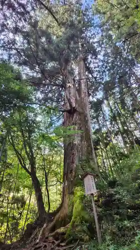 花園神社の自然