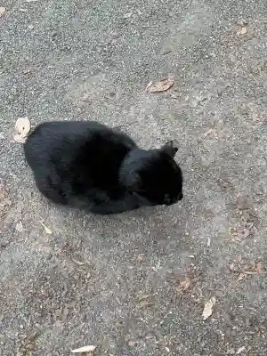 玉野御嶽神社の{uncategorized: "未分類", other: "その他", undefined: "問題あり", building: "その他建物", grave: "お墓", sacred_gate: "鳥居", guardian: "狛犬", statue: "像", buddha: "仏像", history: "歴史", nature: "自然", garden: "庭園", animal: "動物", pagoda: "塔", temizu: "手水舎", mountain_gate: "山門・神門", sanctuary: "本殿・本堂", subordinate: "末社・摂社", art: "芸術", scenery: "景色", jizo: "地蔵", ema: "絵馬", goshuin: "御朱印", omikuji: "おみくじ", items: "授与品その他", amulet: "お守り", goshuincho: "御朱印帳", eats: "食事", festival: "お祭り", votive_dance: "神楽", shichigosan: "七五三参", wedding: "結婚式", experience: "体験その他", initially: "初詣", around: "周辺", anti_infection: "感染症対策"}