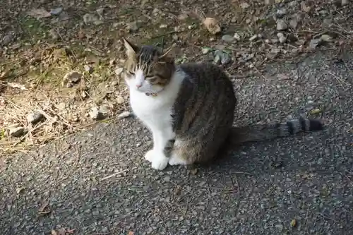 唐澤山神社の動物