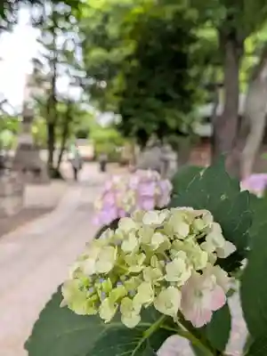鳩森八幡神社(東京都)