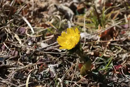 関場神社の自然