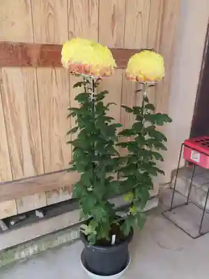 浄土宗善立寺の自然