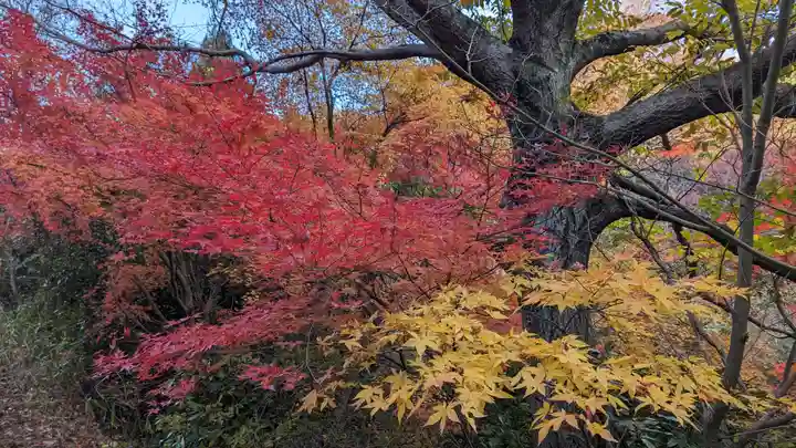 柳谷観音 楊谷寺(京都府)