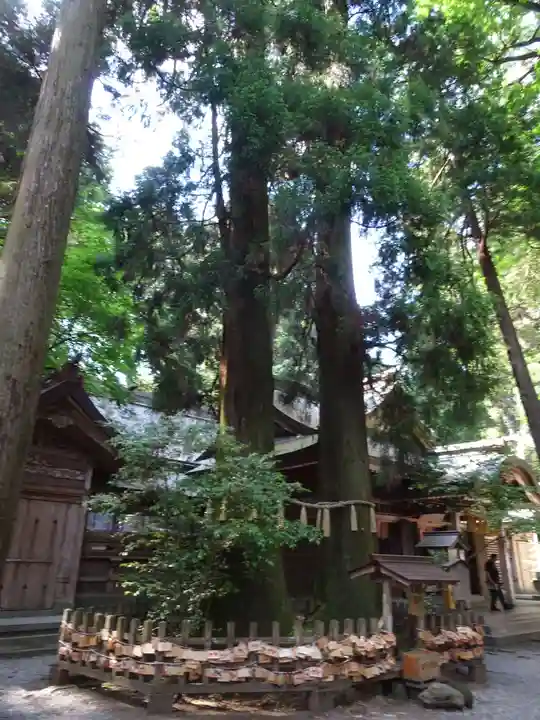 高千穂神社の自然