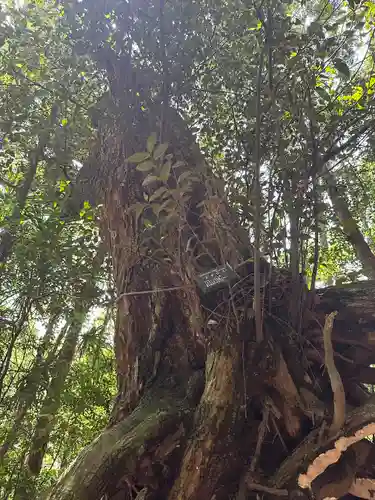 夜刀神社(愛宕神社境内社)の自然