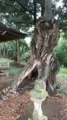 國都神神社の自然