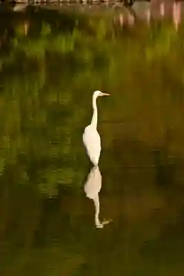 白水阿弥陀堂の動物