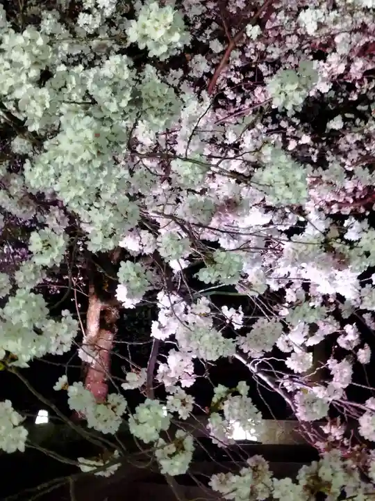 知恩院(京都府)