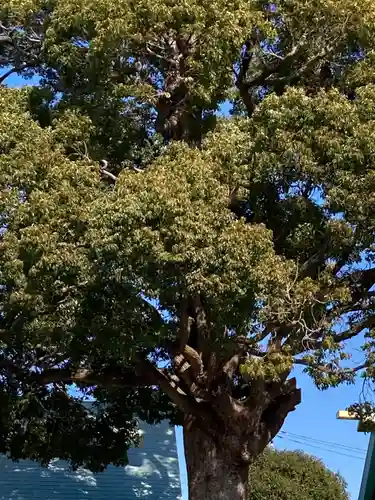 伊勢原大神宮の自然