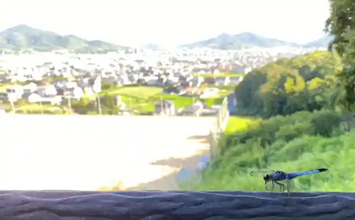 國分八幡宮(香川県)