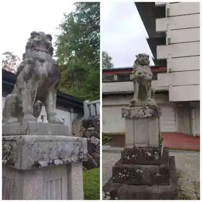 櫻山八幡宮の狛犬