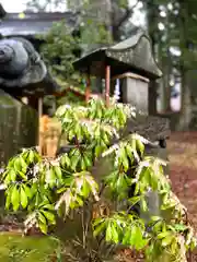 山家神社の自然