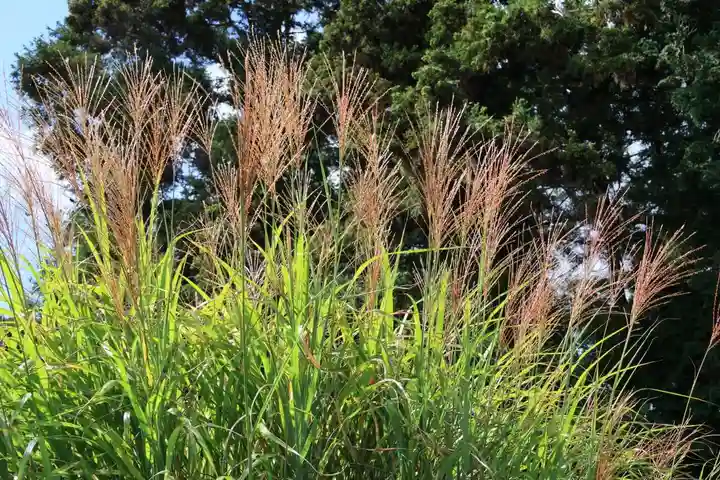 豊景神社の庭園