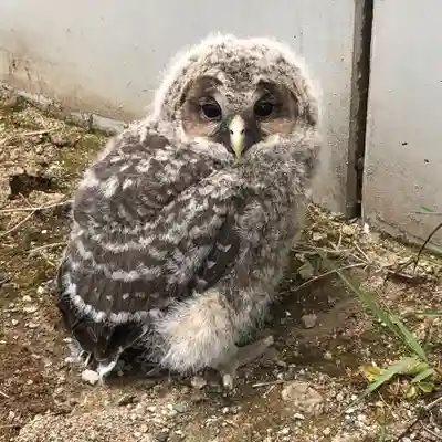 白山姫神社の動物