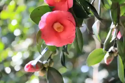 鹿島大神宮の自然