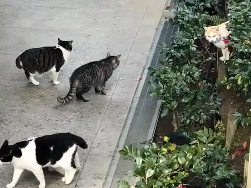 石切劔箭神社の動物