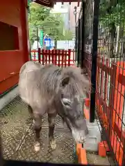 神田神社（神田明神）の動物