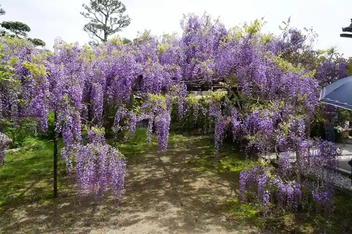 子安地蔵寺の自然