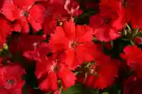 横浜御嶽神社の自然