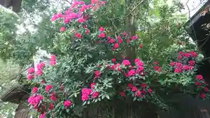 阿邪訶根神社の自然(2021年05月13日(木) 13時44分29秒投稿)