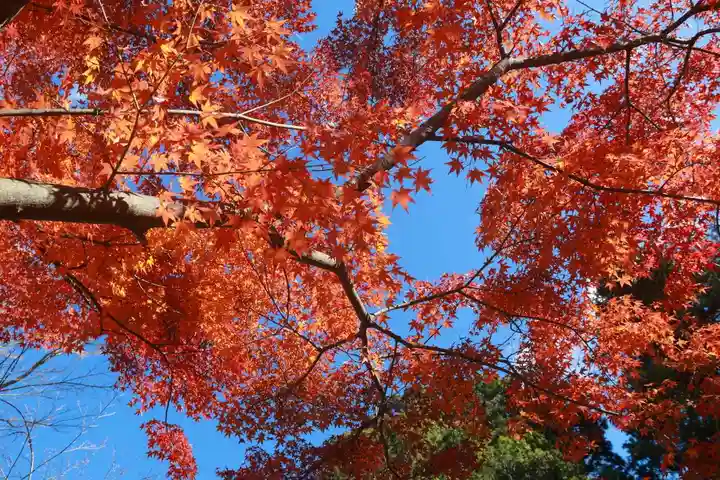 神炊館神社 ⁂奥州須賀川総鎮守⁂の自然