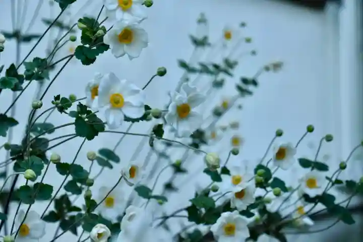 正安寺(神奈川県)