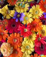 札幌諏訪神社の手水舎