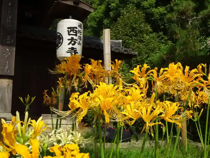 横浜 西方寺の自然