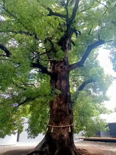 上野東照宮(東京都)