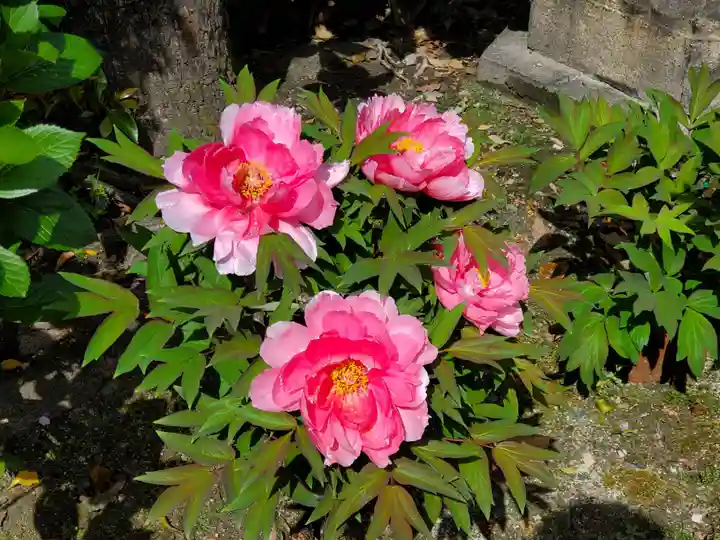 六孫王神社の自然