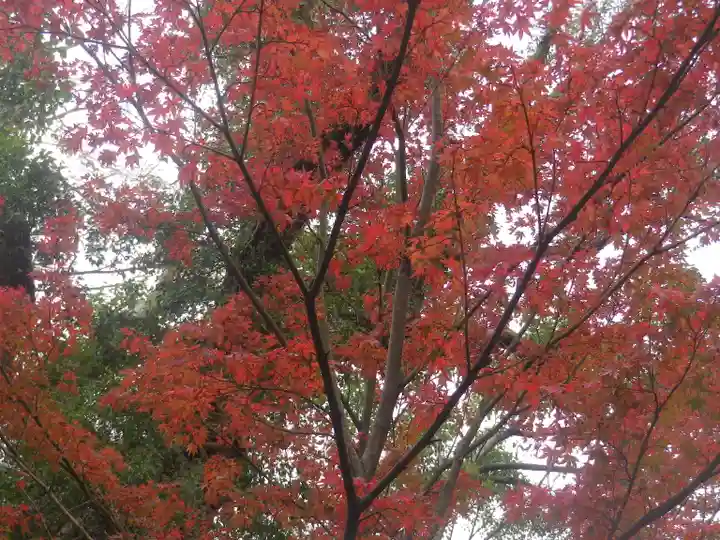鶴岡八幡宮の自然