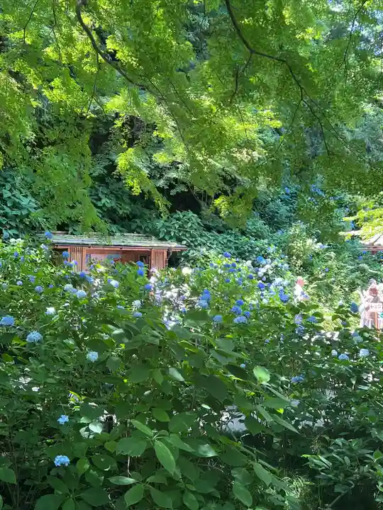 明月院(神奈川県)