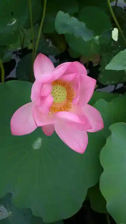 能仁寺(埼玉県)