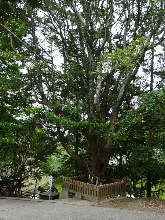 安房神社の自然