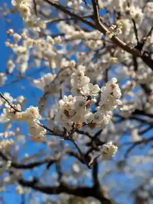 亀戸天神社(東京都)